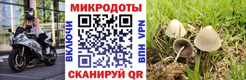 Псилоцибиновые грибы Psilocybe  Кировск 